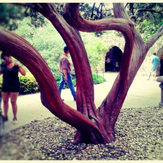 The tree preserving the history of the Alamo